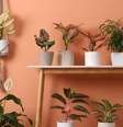 Plantas proteçao lar  Foto: Shutterstock / Alto Astral