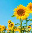 Girassol simpatias riqueza  Foto: Shutterstock / Alto Astral