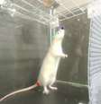 Ratos balançaram a cabeça ao som das batidas  Foto: Science X / Reprodução Youtube