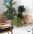Feng shui casa  Foto: Shutterstock / Alto Astral