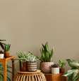 Plantas mosquitos casa  Foto: Shutterstock / Alto Astral