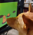 Videogame da empresa de Hong Kong Joipaw para cães  Foto: Reprodução/YouTube Joipaw