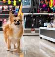 Cachorro medo pet shop  Foto: Shutterstock / Alto Astral