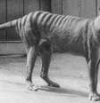 Um dos últimos tigres-da-Tasmânia conhecidos retratado no Zoológico de Hobart  Foto: Getty Images / BBC News Brasil