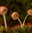 Bolha florestal de Marte contaria com fungos  Foto: Andreas  / Pixabay