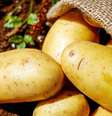 Compostos da batata, quando aplicados na dosagem certa, podem ser eficazes contra o câncer  Foto: Pixabay