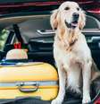 Viajar com pets ferias  Foto: Shutterstock / Alto Astral