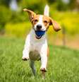 Oferecer momentos felizes aos pets é importante para a saúde mental e física deles  Foto: Shutterstock / Portal EdiCase