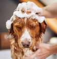 Cuidado com o banho e tosa dos pets no verão –  Foto: Shutterstock / Alto Astral
