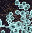Candida auris, também conhecida por "superfungo", é resistente a antibióticos  Foto: Depositphotos