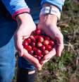 No Brasil, o cranberry é cada vez mais popular e pode ser encontrado em diversas formas: suco, desidratada ou, até mesmo, pó.  Foto: Divulgação/World Conquer / Estadão