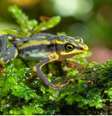 Muitas espécies ainda são consideradas extintas, mas outras foram redescobertas na natureza  Foto: Morley Read