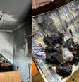 Cachorro causa incêndio ao ligar secador de cabelo em casa na Inglaterra  Foto: Twitter/@ECFRS / Estadão