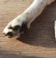 Tome cuidado para que seu cachorro não queime a pata no chão no verão –  Foto: Shutterstock / Alto Astral