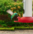 O alimentador da empresa Bird Buddy tem uma câmera com sensor de movimento que tira fotos e faz vídeos quando um pássaro o visita  Foto: Bird Buddy