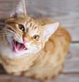 Sonhar com esse animal traz vários significados -  Foto: Shutterstock / João Bidu
