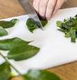 Ora-pro-nobis, uma das PANCs mais famosa  Foto: Wirestock / iStock