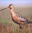Fuselo (Limosa lapponica), pássaro que bateu recorde de voo do Guinness  Foto: Repeodução / Wikimedia Commons