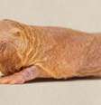 Os ratos-toupeiras-pelados vivem por 30 anos, são resistentes a doenças crônicas e têm um notável sistema reprodutor  Foto: Alamy / BBC News Brasil