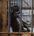 Bua Noi tem 34 anos e é a última gorila em cativeiro no Pata Zoo  Foto: Reuters