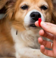 Remédios podem ser perigosos para animais de estimação  Foto: Shutterstock / Portal EdiCase