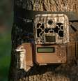 Câmeras com IA também tem o objetivo de rastrear atividades ilegais praticadas em florestas protegidas  Foto: Pixabay