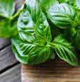 Conheça simpatias para serem feitas com essa poderosa erva -  Foto: Shutterstock / João Bidu