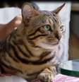 Gata doméstica foi confundida com filhote de onça em Belo Horizonte  Foto: Reprodução/TV Integração