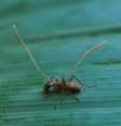 Depois da infecção pelo Cordyceps, o comportamento dos insetos é totalmente alterado, e eles se tornam “zumbis”  Foto: Flickr/Stephen Goddard