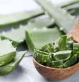 Aloe vera  Foto: Divulgação/Casa.com.br / Casa.com