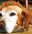 Conheça agora quais problemas de saúde podem afetar cães idosos -  Foto: Shutterstock / Alto Astral
