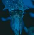 A espécie de lula Doryteuthis pealeii foi observada para o estudo  Foto: Jonathan Diemel / Unsplash