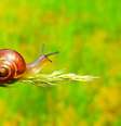 Caracóis podem virar verdadeira dor de cabeça  Foto: Unsplash