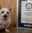 Spike, de 23 anos, com título de cachorro mais velho do mundo  Foto: GUINNES WORLD RECORDS