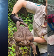 Animais gigantes não indicam tendência na natureza, segundo especialista  Foto: Terra Byte/Reprodução