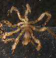 Aranha-do-mar pode regenerar órgãos, diz pesquisa  Foto: Wikimedia 
