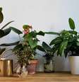 Tenha essas plantas em seu lar -  Foto: Shutterstock / João Bidu