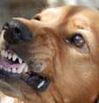 Cachorras fêmeas tendem a ser menos agressivas que os machos, segundo o estudo  Foto: Pixabay