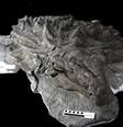 Rosto e pele do dinossauro estavam conservados  Foto: Royal Tyrrell Museum of Palaeontology
