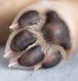 As “almofadinhas” das patas dos pets são bem sensíveis ao calor –  Foto: Shutterstock / Alto Astral