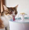 A hidratação dos pets se torna ainda mais importante no calor –  Foto: Shutterstock / Alto Astral