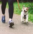 Evite horários de muita exposição solar na hora de passear com os pets –  Foto: Shutterstock / Alto Astral