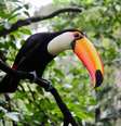 Tucano comendo filhotes de pássaros deixa família em choque   Foto: Unsplash