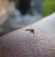 Plataforma consegue prever chances de uma região no Brasil ter mais ou menos mosquitos  Foto: Pixabay