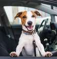 Viajar com o animal de estimação exige cuidados  Foto: Shutterstock / Portal EdiCase