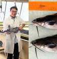 Baofeng Su segura um peixe-gato. A segunda imagem mostra um bagre transgênico (acima) com um irmão que não sofreu edição genética.  Foto: Reproduçã/ MIT  