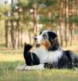 Alimentação correta fornece os nutrientes necessários para cães e gatos  Foto: Shutterstock / Portal EdiCase