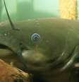  Foto: Engbretson Eric, USFWS/Pixnio / Canaltech