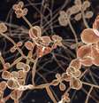 Fungos do gênero 'Sporothrix' estão no solo e em algumas plantas. Na natureza, eles ajudam a decompor o material orgânico  Foto: Getty Images / BBC News Brasil