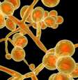 O Candida auris é um "superfungo" com múltipla resistência a vários antibióticos potentes   Foto: Reprodução/Adobe / Meio Bit